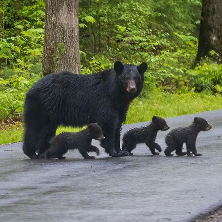 Smoky Mountain Gem Villa Gatlinburg Eksteriør bilde