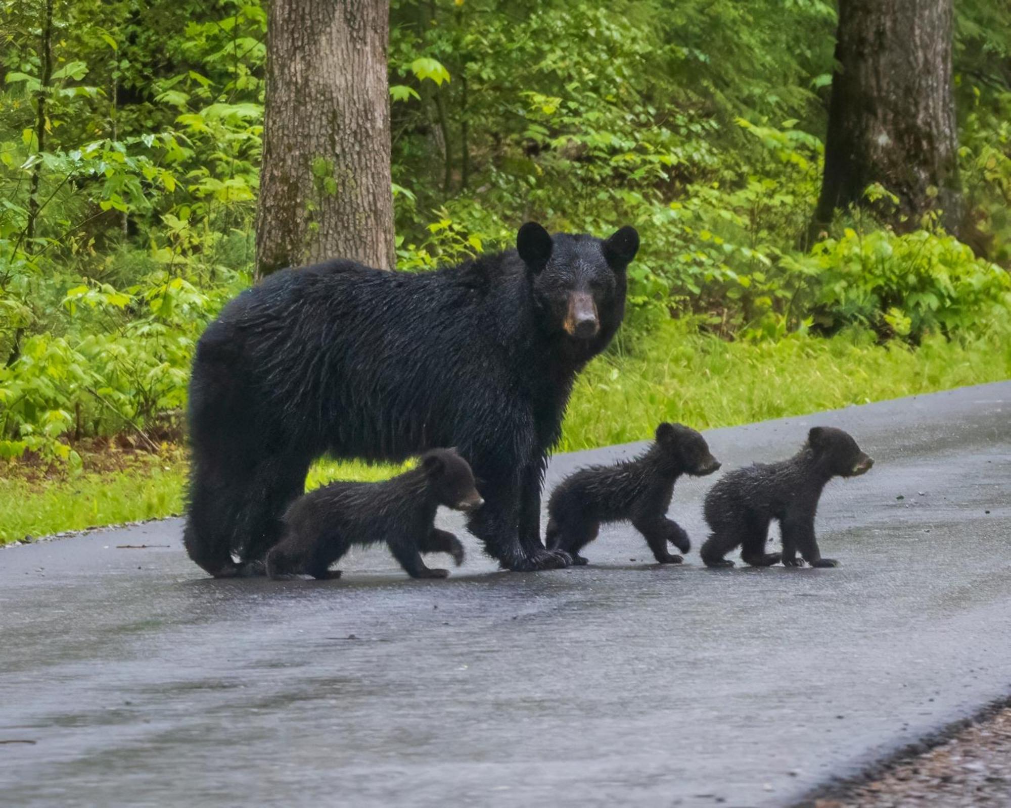 Smoky Mountain Gem Villa Gatlinburg Eksteriør bilde